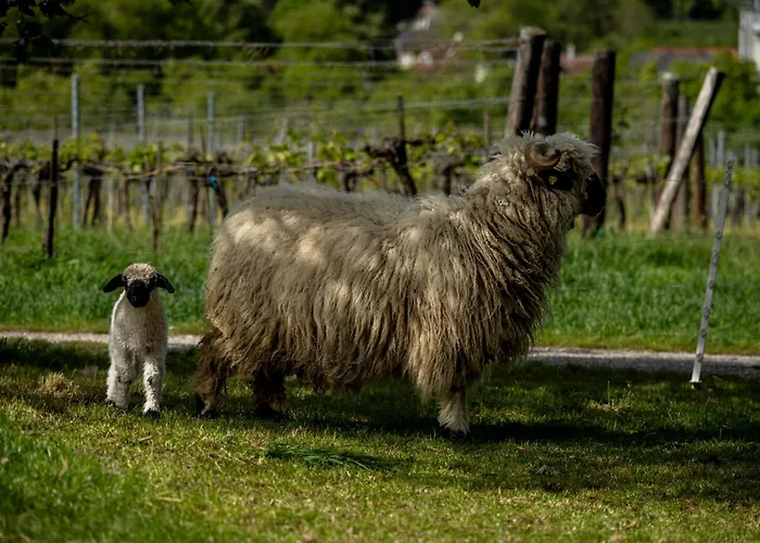 Apartment Weingut Jakob's Ruhezeit Mautern