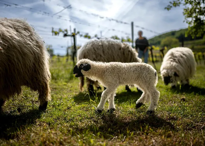 Weingut Jakob's Ruhezeit Apartment *