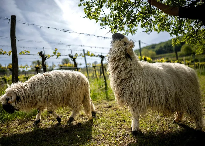 Weingut Jakob's Ruhezeit *