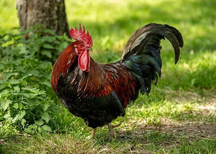 Weingut Jakob's Ruhezeit * Mautern